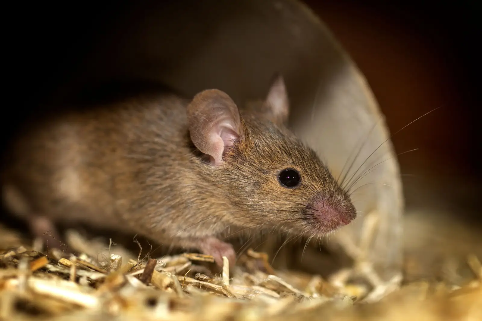 Close-up of a brown house mouse