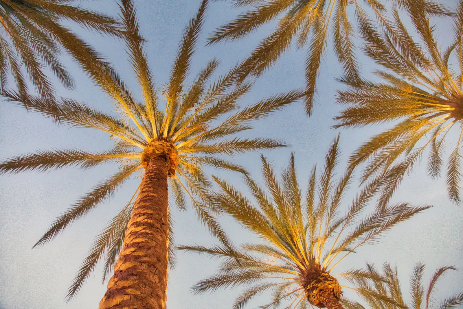 Palm trees seen from below